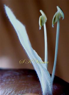  Upper corolla lip and two stamens